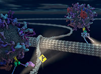 Illustration of Neuronal Fibers