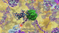 Close-up View of mRNA transcription