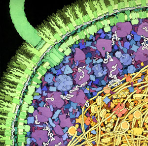 Illustration of a section across an E. coli cell