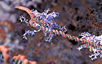 image of chromatin