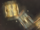A12