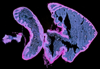 Y04